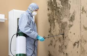 Best Real Estate Mold Inspection  in St Paris, OH